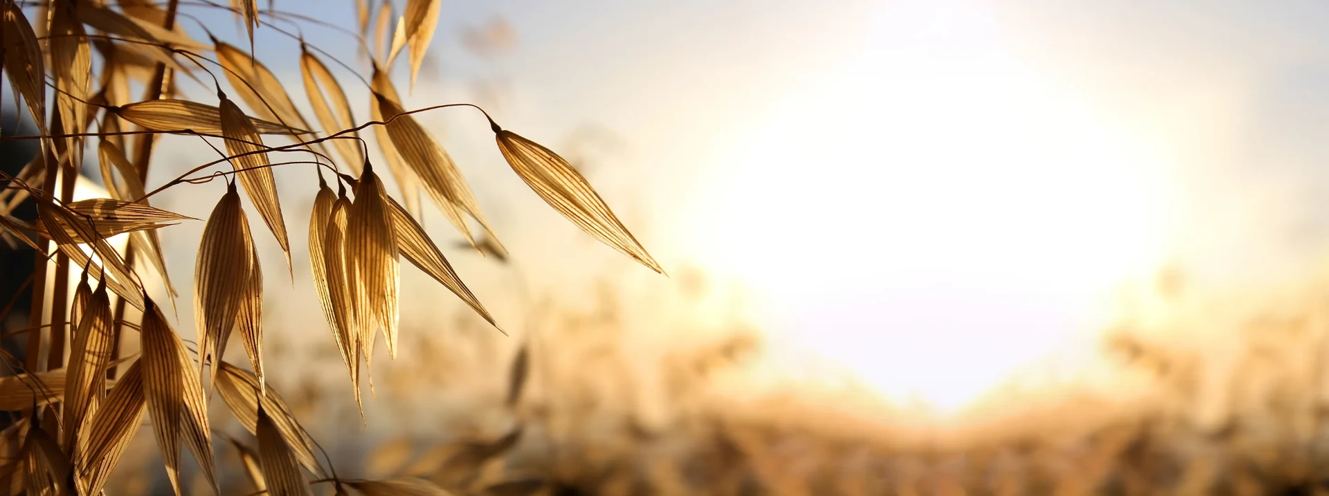 Haferrispen im Gegenlicht bei Sonnenaufgang